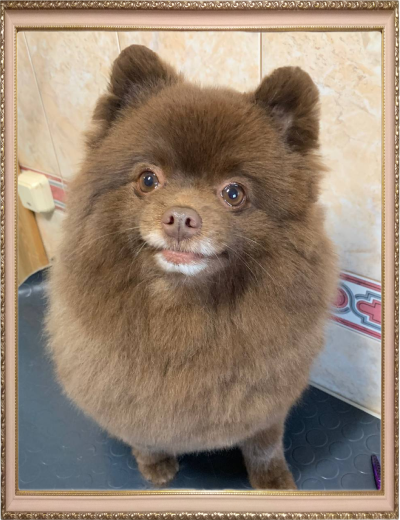 собака